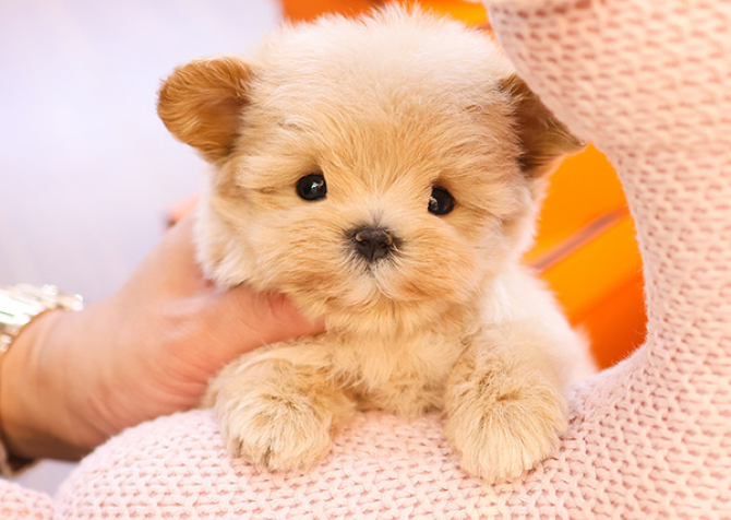 TOY POODLE YAVRULARIM